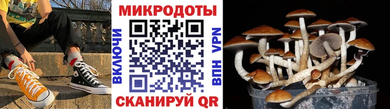 Галлюциногенные грибы Psilocybine cubensis  omg   Завитинск 